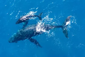 Sonhar com baleia: o que esse gigante dos mares revela sobre você