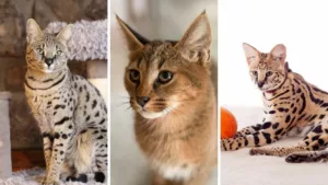 Gatos híbridos: os felinos exóticos que nasceram do cruzamento entre o selvagem e o doméstico
