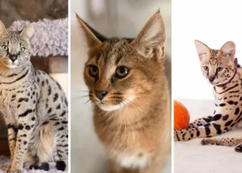 5 gatos - Gatos híbridos: os felinos exóticos que nasceram do cruzamento entre o selvagem e o doméstico