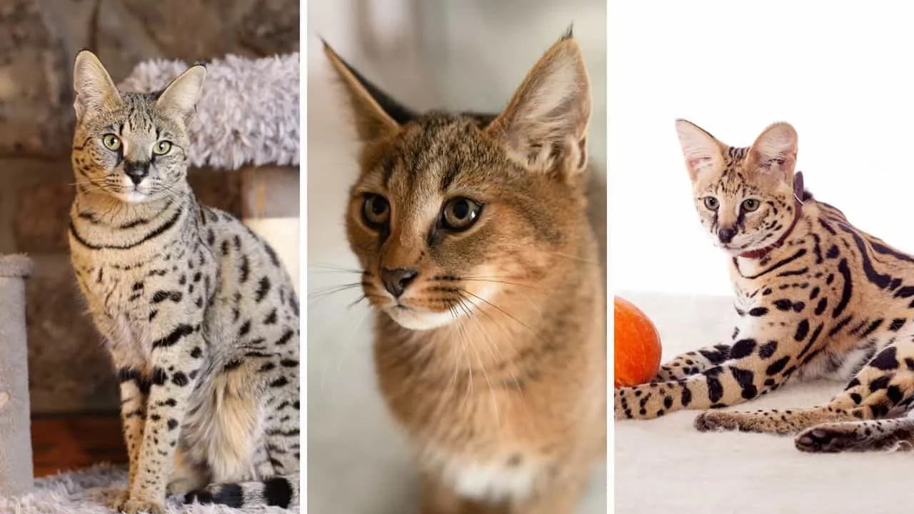 5 gatos - Gatos híbridos: os felinos exóticos que nasceram do cruzamento entre o selvagem e o doméstico