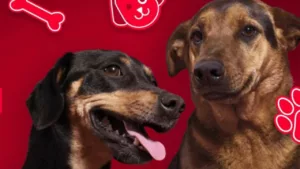 Americanas promove adoção responsável na Black Friday com pets que ganham “100% de desconto” em amor