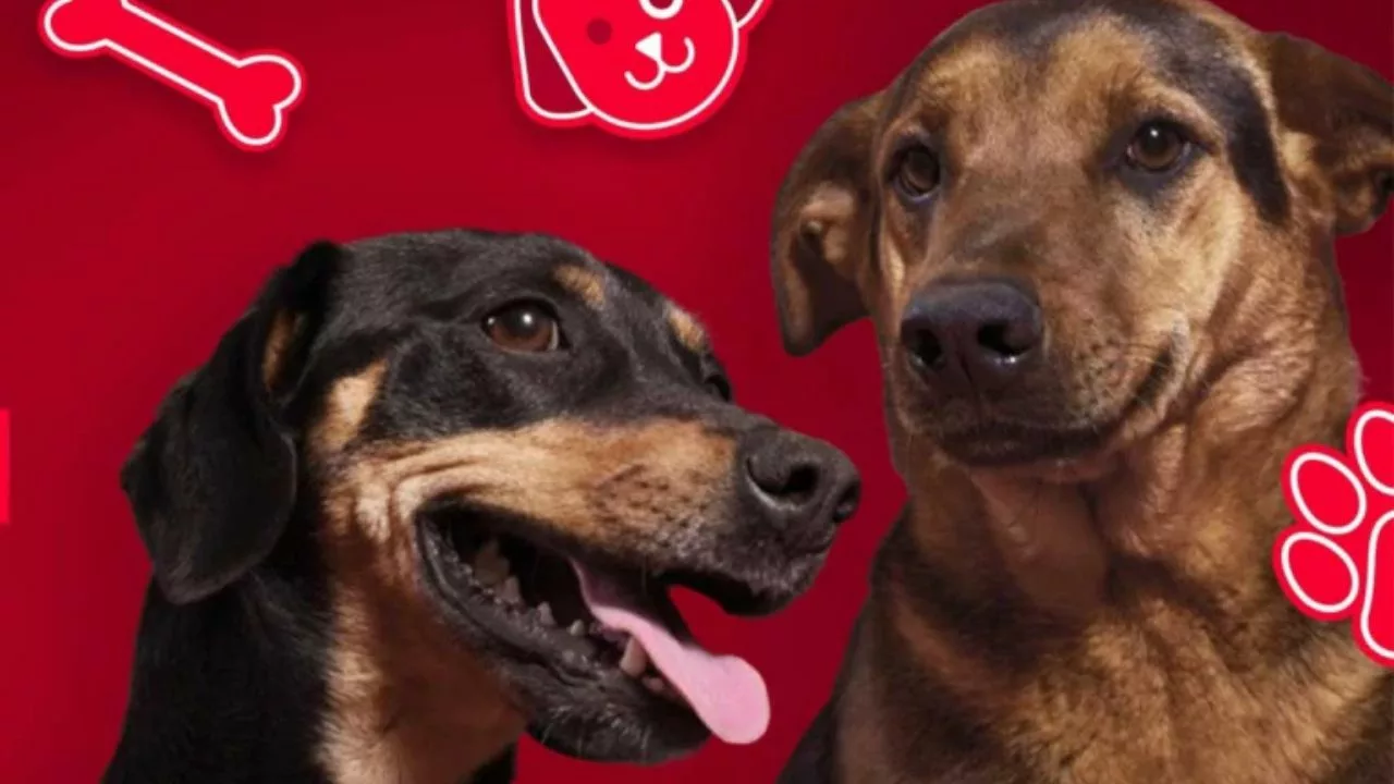 Americanas 768x511 1 - Americanas promove adoção responsável na Black Friday com pets que ganham “100% de desconto” em amor