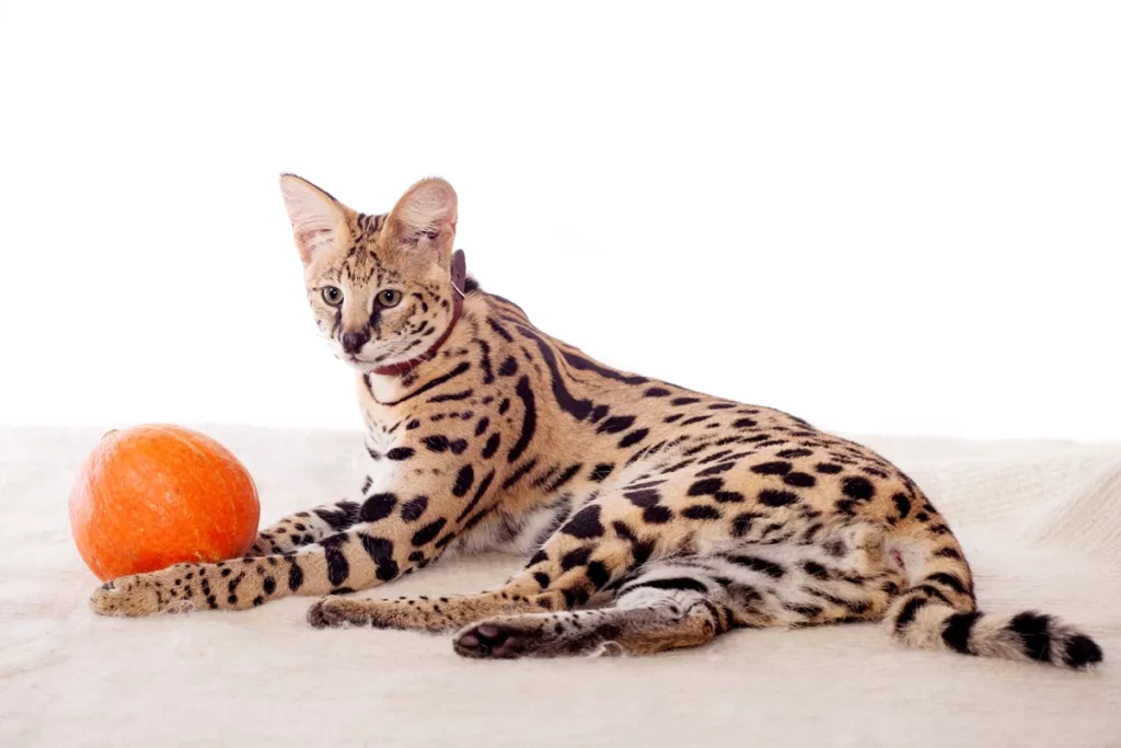 ashera - Gatos híbridos: os felinos exóticos que nasceram do cruzamento entre o selvagem e o doméstico