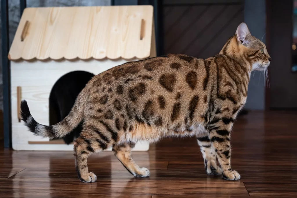 bengal - Gatos híbridos: os felinos exóticos que nasceram do cruzamento entre o selvagem e o doméstico
