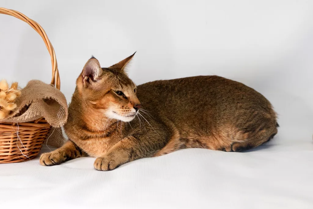 chausie - Gatos híbridos: os felinos exóticos que nasceram do cruzamento entre o selvagem e o doméstico
