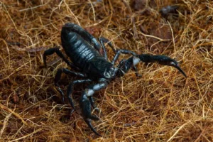 O que significa sonhar com escorpião preto? Descubra como esse sonho pode refletir sua força interior