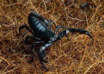 escorpiao preto - O que significa sonhar com escorpião preto? Descubra como esse sonho pode refletir sua força interior