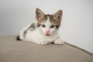 Por que seu gato tem um humano favorito em casa — e os critérios que ele usa para escolher vão te surpreender