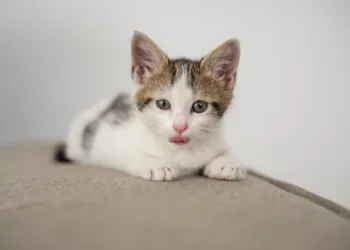 gato filhote 1 - O que significa sonhar com um gato filhote?