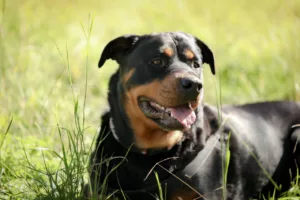 Sonhar com Rottweiler: o que esse cão imponente revela sobre sua vida emocional