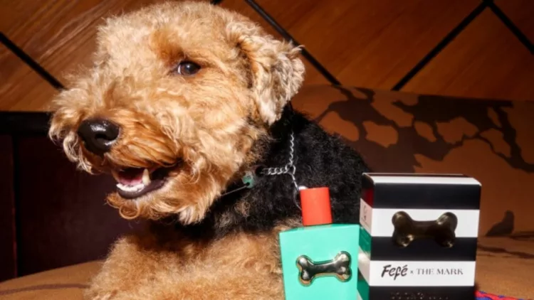 the mark e dolce e gabbana2 768x593 1 - Dolce&Gabbana lança versão exclusiva do perfume Fefé para cães no The Mark Hotel