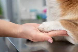 Como cortar as unhas do seu cachorro sem estresse (nem arranhões)