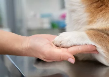 unha cachorro - Como cortar as unhas do seu cachorro sem estresse (nem arranhões)