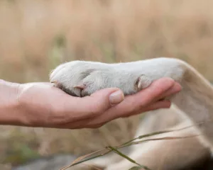 O que significa quando o cachorro coloca a pata em você? Entenda esse gesto afetuoso