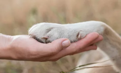 pata cachorro - O que significa quando o cachorro coloca a pata em você? Entenda esse gesto afetuoso