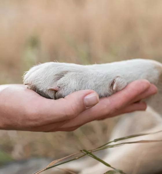 pata cachorro - O que significa quando o cachorro coloca a pata em você? Entenda esse gesto afetuoso