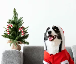 Ceia de Natal e Pets: descubra os alimentos que oferecem riscos aos cães e gatos
