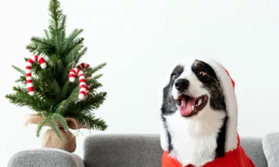 pet cachorro natal - Ceia de Natal e Pets: descubra os alimentos que oferecem riscos aos cães e gatos