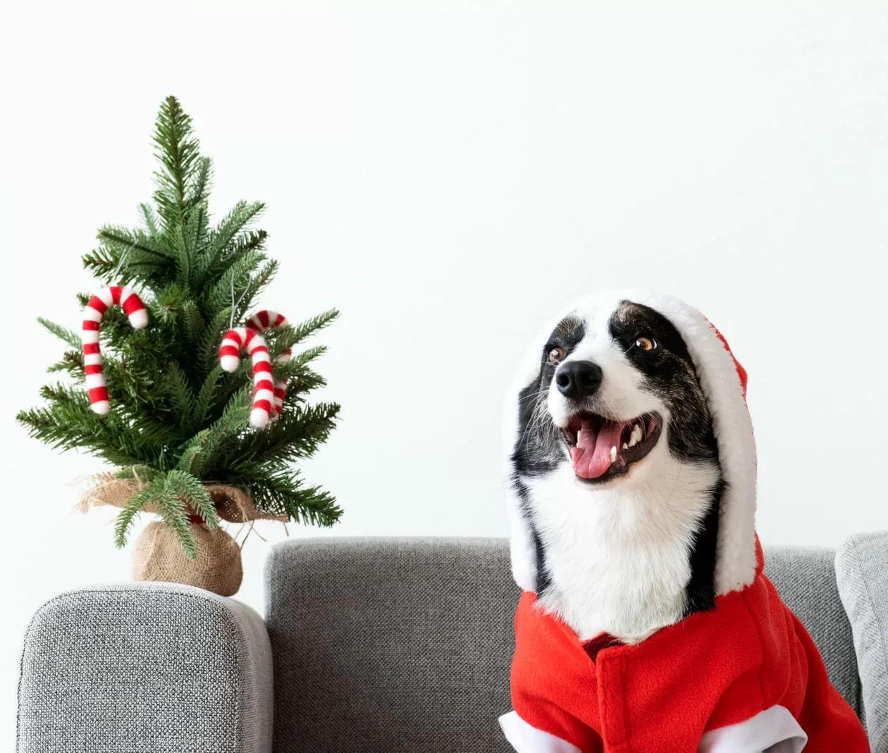pet cachorro natal - Ceia de Natal e Pets: descubra os alimentos que oferecem riscos aos cães e gatos
