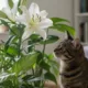plantas pets - Não cultive essas plantas se você tiver gatos em casa: saiba quais espécies oferecem risco aos felinos