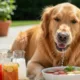 bebidas pets - Calor Intenso? Essas 5 Bebidas Caseiras Vão Salvar a Hidratação do Seu Pet Sem Riscos