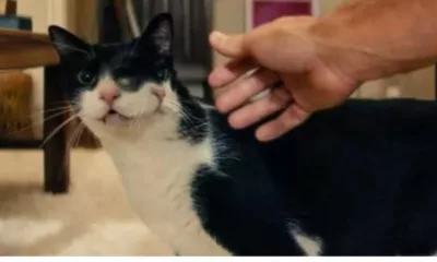 gatinha filme - A gatinha que roubou a cena: personagem de “O Agente Secreto” conquista prêmio internacional