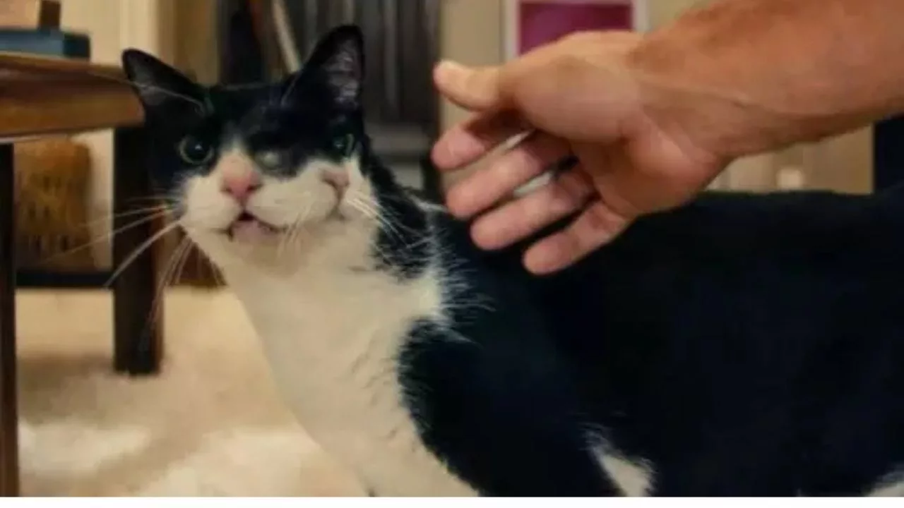 gatinha filme - A gatinha que roubou a cena: personagem de “O Agente Secreto” conquista prêmio internacional