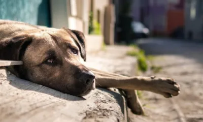 cachorro triste abandono - Novo projeto quer impedir aluguel para quem abandonar pets — medida divide opiniões