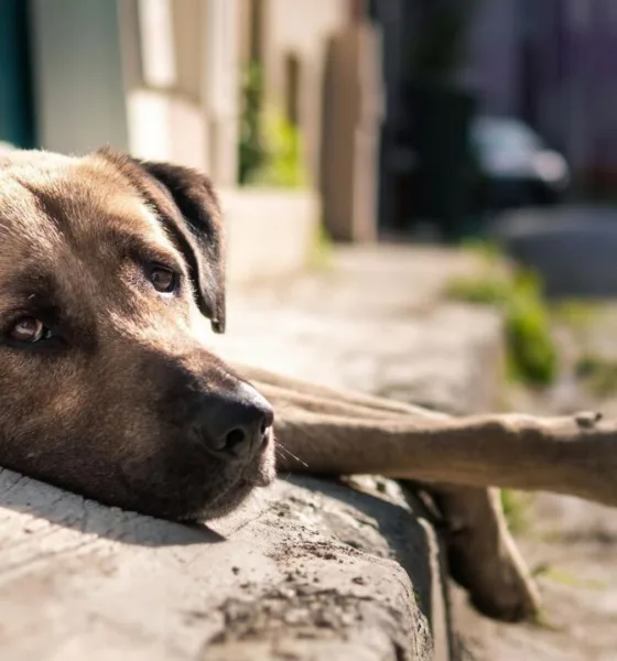 cachorro triste abandono - Novo projeto quer impedir aluguel para quem abandonar pets — medida divide opiniões