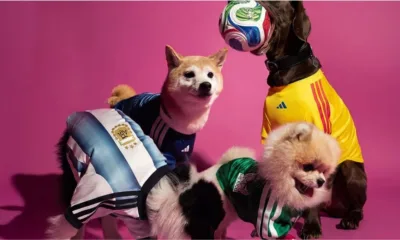 pet adidas - Seu pet pode vestir a camisa da Copa 2026 — e a Adidas tornou isso realidade