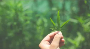 A planta que o Brasil finalmente regulamentou — e que pode virar política pública de saúde em poucos anos