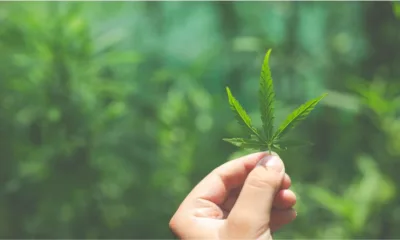 cannabis - A planta que o Brasil finalmente regulamentou — e que pode virar política pública de saúde em poucos anos