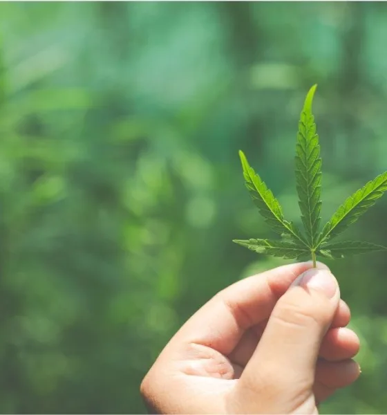 cannabis - A planta que o Brasil finalmente regulamentou — e que pode virar política pública de saúde em poucos anos