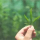 cannabis - A planta que o Brasil finalmente regulamentou — e que pode virar política pública de saúde em poucos anos