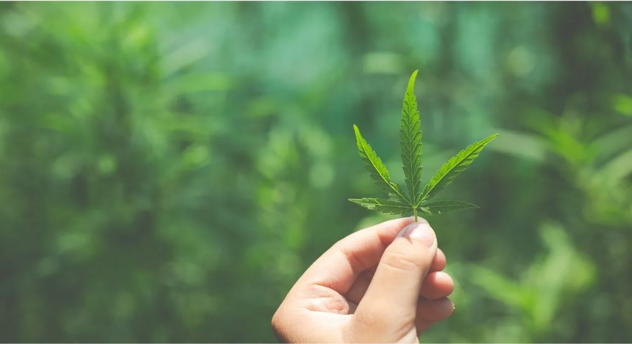 cannabis - A planta que o Brasil finalmente regulamentou — e que pode virar política pública de saúde em poucos anos