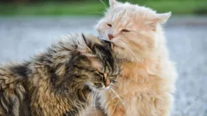 Seu gato lambe o outro com carinho ou está planejando uma briga? A ciência finalmente explica
