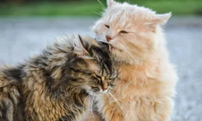 gatos lambendo - Seu gato lambe o outro com carinho ou está planejando uma briga? A ciência finalmente explica