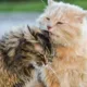 gatos lambendo - Seu gato lambe o outro com carinho ou está planejando uma briga? A ciência finalmente explica