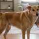 cachorro - O sinal no rabo do cachorro que revela se ele está mesmo feliz (e quase ninguém repara)