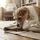 cachorro comida - Seu pet esconde comida e você acha estranho? A ciência explica (e não é frescura)