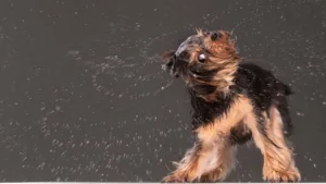 Seu cachorro sacode o corpo todo mesmo seco — a ciência descobriu o motivo real