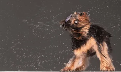cachorro mexendo - Seu cachorro sacode o corpo todo mesmo seco — a ciência descobriu o motivo real