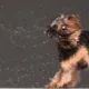 cachorro mexendo - Seu cachorro sacode o corpo todo mesmo seco — a ciência descobriu o motivo real