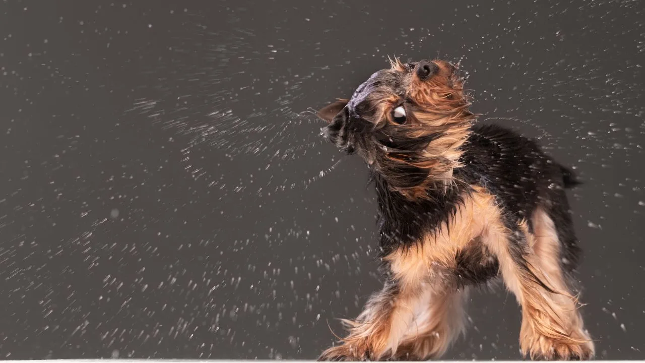 cachorro - Seu cachorro sacode o corpo todo mesmo seco — a ciência descobriu o motivo real