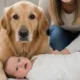 pet familia bebe - O erro na hora de apresentar seu pet ao bebê que pode custar caro (e quase ninguém sabe)