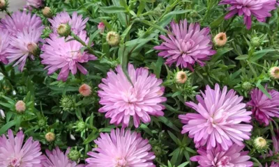 aster - Áster: a planta perene que continua florida quando o resto do jardim já murchou