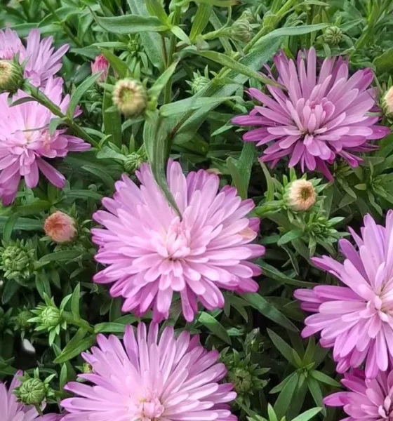 aster - Áster: a planta perene que continua florida quando o resto do jardim já murchou