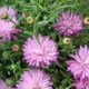 aster - Áster: a planta perene que continua florida quando o resto do jardim já murchou