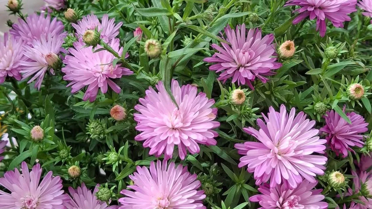 aster - Áster: a planta perene que continua florida quando o resto do jardim já murchou