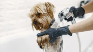 Banho no cão no inverno: o erro que resseca (e machuca) a pele do seu pet